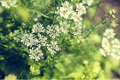 anise-flowers-beautiful-summer-scene-260nw-790484206.jpg